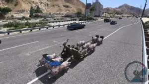 A funny vehicle with running pigs fun to drive